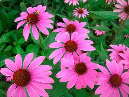 Echinacea tinktúra javallatok, ellenjavallatok és tárolási feltételek