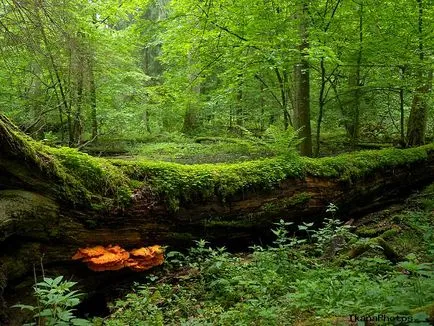 Bialowieza Forest Nemzeti Park