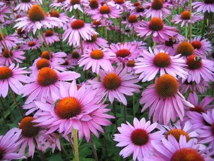 Echinacea tinktúra javallatok, ellenjavallatok és tárolási feltételek