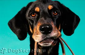 A teljes sebességgel képzés kutyák (OKD) (általános képzést kutya) A teljes sebességgel képzés kutyák (OKD)