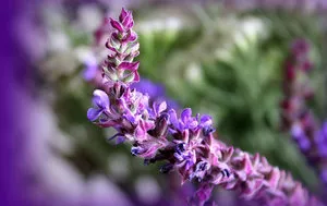 Salvia ültetés és gondozás saját nyaraló (telepítési) Salvia ültetés és gondozás saját nyaraló