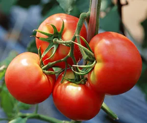 Titkok a paradicsom és a paprika