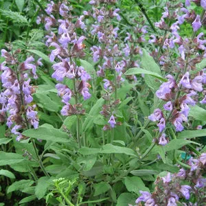 Salvia ültetés és gondozás saját nyaraló (gyógyszerek) Salvia ültetés és gondozás saját nyaraló