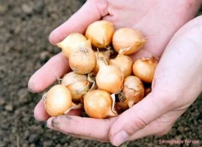 Hagyma - Hagyma - kertészet - Könyvtár - családi gazdaság (hagyma) Hagyma - Hagyma - kertészet - Könyvtár - családi gazdaság
