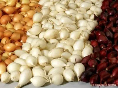 Hagyma - Hagyma - kertészet - Könyvtár - családi gazdaság (hagyma) Hagyma - Hagyma - kertészet - Könyvtár - családi gazdaság