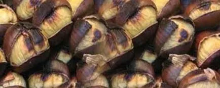 Ehető gesztenye haszon és kár, ellenjavallatok, hogyan kell elkészíteni ehető gesztenye