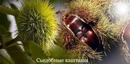 Ehető gesztenye haszon és kár, ellenjavallatok, hogyan kell elkészíteni ehető gesztenye