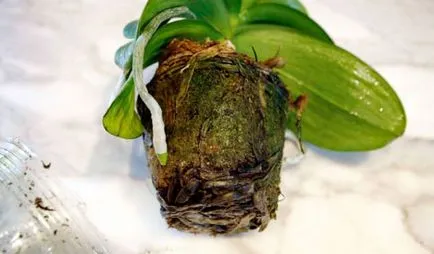 Rothadt a gyökerei az orchidea, hogy mit és hogyan kell menteni, ha a rothadás gyökerek, valószínű oka, módja (záró) Rothadt a gyökerei az orchidea, hogy mit és hogyan kell menteni, ha a rothadás gyökerek, valószínű oka, módszerek