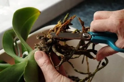 Rothadt a gyökerei az orchidea, hogy mit és hogyan kell menteni, ha a rothadás gyökerek, valószínű okok, a módszerek (rothadás) Rothadt a gyökerei az orchidea, hogy mit és hogyan kell menteni, ha a rothadás gyökerek, valószínű oka, módszerek