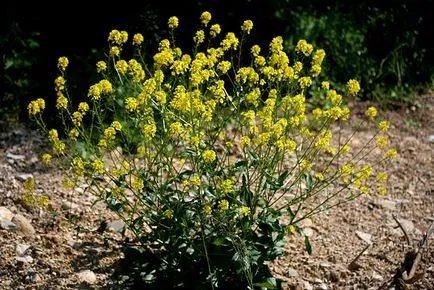 Cruciferous biológia