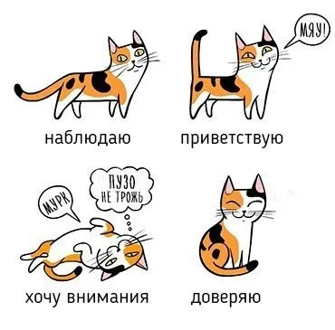 macska állás macska állás