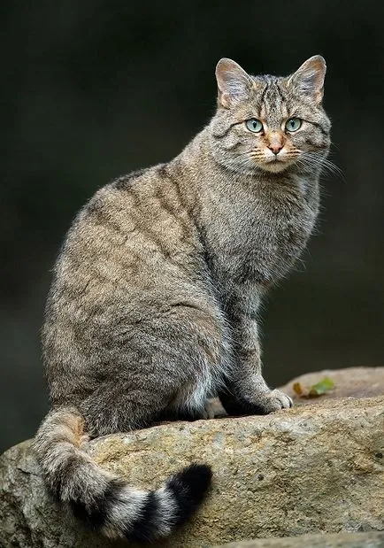 Breed macskák vadmacska Breed macskák vadmacska
