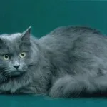 Színek szibériai macskák kék fotó, Neva Masquerade, piros, fehér, három színű, füstös,