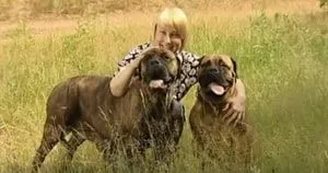 Leírás kutyafajták bullmasztiff értékeléseket tapasztalt házigazdák és fotók