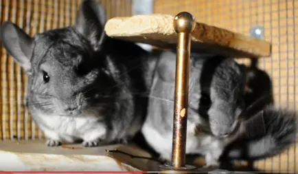 Mintegy háziállat a csincsilla viszket - bolhák, paraziták, allergiák (bolha) Mintegy háziállat a csincsilla viszket - bolhák, paraziták, allergia