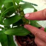 Orchid kivirult, mi köze van egy nyíl, a darabolást, hogyan kell átültetni a növény másik bankot (cut) Orchid kivirult, mi köze van egy nyíl, a darabolást, hogyan kell átültetni a növény másik bankot