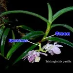 Orchid kivirult, mi köze van egy nyíl, a darabolást, hogyan kell átültetni a növény másik bankot (cut) Orchid kivirult, mi köze van egy nyíl, a darabolást, hogyan kell átültetni a növény másik bankot