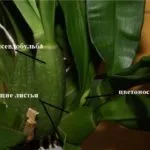 Orchid kivirult, mi köze van egy nyíl, a darabolást, hogyan kell átültetni a növény másik bankot (orchidea) Orchid kivirult, mi köze van egy nyíl, a darabolást, hogyan kell átültetni a növény másik bankot