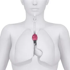 Mediastinalis tumor prognózisa, a tünetek és a kezelés (tünetek) Mediastinalis tumor prognózisa, a tünetek és a kezelés