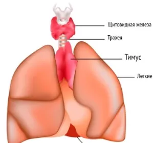 Mediastinalis tumor prognózisa, a tünetek és a kezelés (prognózis) Mediastinalis tumor prognózisa, a tünetek és a kezelés