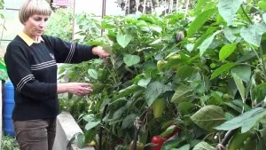 Jellemzői termesztése paprika üvegházban (üvegház) Jellemzői termesztése paprika üvegházban