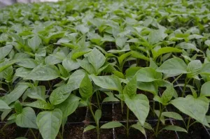 Jellemzői termesztése paprika üvegházban (főleg) Jellemzői termesztése paprika üvegházban