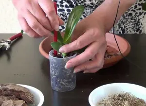 Phalaenopsis orchidea - alaptípusok, ajánlásokat ellátást és a betegségek kezelésére a hazai
