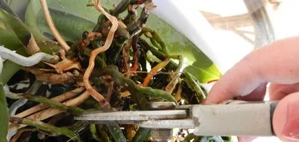 Orchid kivirult, mi köze van egy nyíl, a darabolást, hogyan kell átültetni a növény másik bankot (növény) Orchid kivirult, mi köze van egy nyíl, a darabolást, hogyan kell átültetni a növény másik bankot