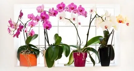 Orchid kivirult, mi köze van egy nyíl a virágzás után