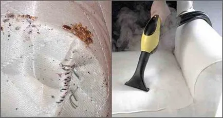 Ahonnan a növény, és hogyan lehet megszabadulni a hibákat a kanapén