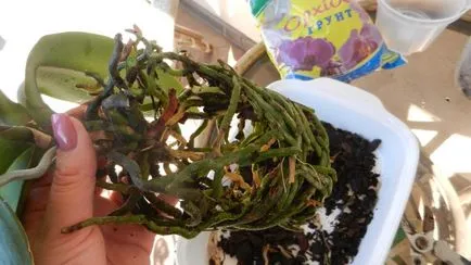 Orchid kivirult, mi köze van egy nyíl, a darabolást, hogyan kell átültetni a növény másik bankot (cut) Orchid kivirult, mi köze van egy nyíl, a darabolást, hogyan kell átültetni a növény másik bankot