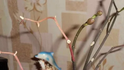 Orchid kivirult, mi köze van egy nyíl, a darabolást, hogyan kell átültetni a növény másik bankot (do) Orchid kivirult, mi köze van egy nyíl, a darabolást, hogyan kell átültetni a növény másik bankot