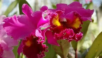 Orchid ellátás az otthoni, utasításokat fotók és videó (otthon) Orchid ellátás az otthoni, utasításokat képek és videó