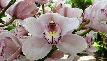 Orchid ellátás az otthoni, utasításokat fotók és videók (feltételek) Orchid ellátás az otthoni, utasításokat képek és videó