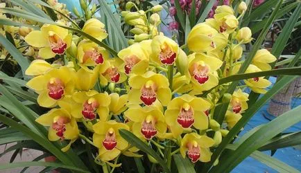 Orchid ellátás az otthoni, utasításokat fotók és videó (ellátás) Orchid ellátás az otthoni, utasításokat képek és videó
