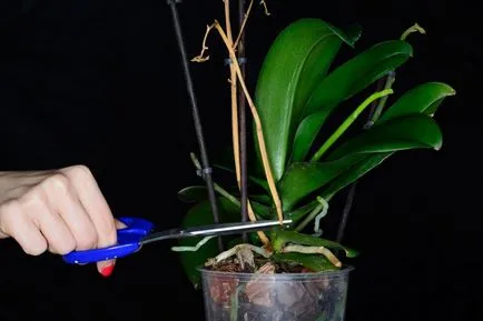 Orchid kivirult, mi köze van egy nyíl, a darabolást, hogyan kell átültetni a növény másik bankot (növény) Orchid kivirult, mi köze van egy nyíl, a darabolást, hogyan kell átültetni a növény másik bankot