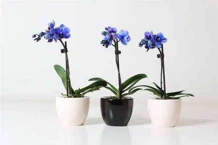Orchid ellátás az otthoni, utasításokat fotók és videó (otthon) Orchid ellátás az otthoni, utasításokat képek és videó