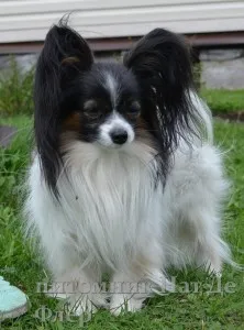 Papillon (kutya) - leírás, képek, ár, karbantartása és tisztítása Papillon (kutya) - leírás, képek, ár, karbantartása és tisztítása „hogy mancs”
