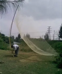 Spider, hogy a halakat
