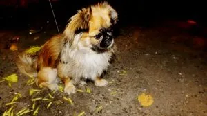 Pekingi - képek, jellegének leírása, kölykök, videó, „hogy mancs”