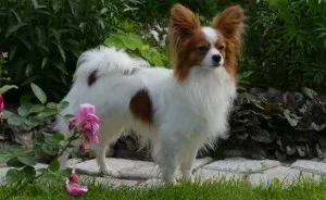 Papillon (kutya) - leírás, képek, ár, karbantartása és tisztítása „így mancs” (leírás) Papillon (kutya) - leírás, képek, ár, karbantartása és tisztítása „hogy mancs”