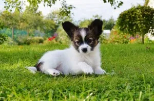 Papillon (kutya) - leírás, képek, ár, karbantartása és tisztítása „így mancs” (ár) Papillon (kutya) - leírás, képek, ár, karbantartása és tisztítása „hogy mancs”