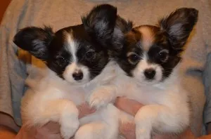 Papillon (kutya) - leírás, képek, ár, karbantartása és tisztítása „így mancs” (fotó) Papillon (kutya) - leírás, képek, ár, karbantartása és tisztítása „hogy mancs”