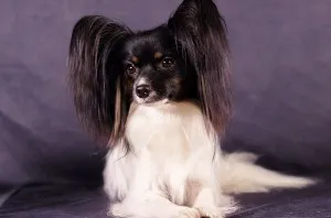Papillon (kutya) - leírás, képek, ár, karbantartása és tisztítása Papillon (kutya) - leírás, képek, ár, karbantartása és tisztítása „hogy mancs”