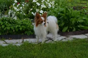 Papillon (kutya) - leírás, képek, ár, karbantartása és tisztítása „így mancs” (ár) Papillon (kutya) - leírás, képek, ár, karbantartása és tisztítása „hogy mancs”