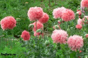 Papaver Peony-, termesztés, ültetés, gondozás, vásárolni mag - kerti virágok