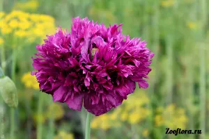 Papaver Peony-, termesztés, ültetés, gondozás, vásárolni mag - kerti virágok