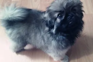 Pekingi - képek, jellegének leírása, kölykök, videó, „hogy mancs”
