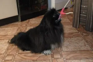Pekingi - képek, jellegének leírása, kölykök, videó, „hogy mancs”