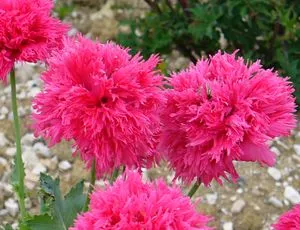Papaver - növekvő magvak, növények és gondozás a nyílt terepen